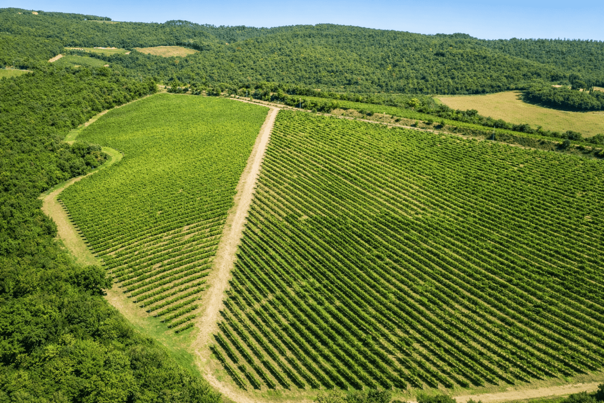 Centolani_tenuta_agosto